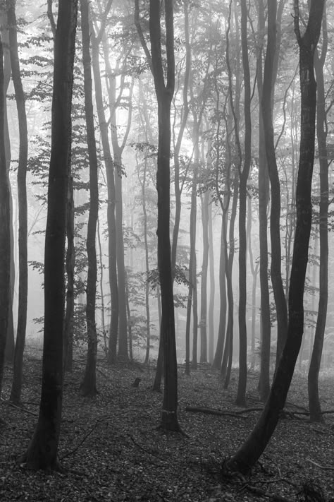 Foggy Forest Black And White, Forest Esthetics, Grey Nature Aesthetic, Black And White Forest Aesthetic, Fog Wallpaper, Gray Forest, Grey Forest, Botanical Photography, Dark Nature