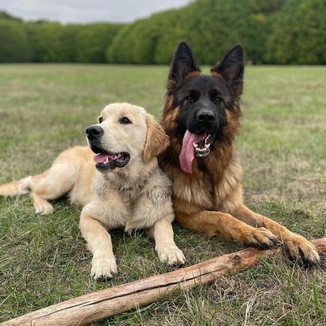 Golden Retriever And German Shepherd, Dr Aesthetic, German Shepherd Photos, Dream Board, Pin Board, Dog Friends, German Shepherd, Hot Dogs, Golden Retriever