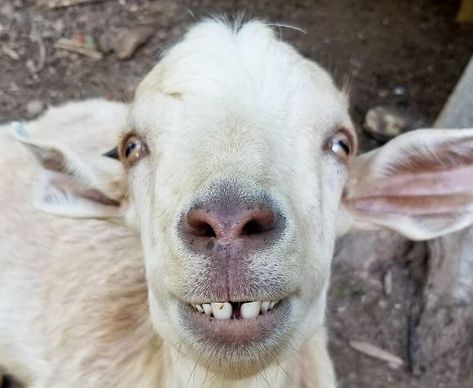 You Goats To Be Kidding: These Goats Are Ridiculously Adorable - Page 29 of 41 Money Background Aesthetic Black, Animals Wallpaper Aesthetic, Funny Goat Pictures, Cute Animals Wallpaper, Goat Picture, I Miss You Wallpaper, Goat Barn, Goat Yoga, Goat Art