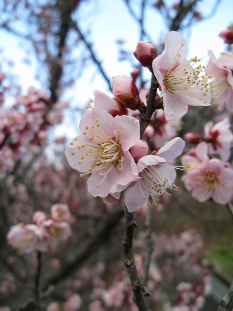 Japanese Apricot, Prunus Mume, Tom Clark, Bonsai Seeds, Apricot Seeds, Tri Star, Patio Tiles, Spring Blossoms, Pink Trees