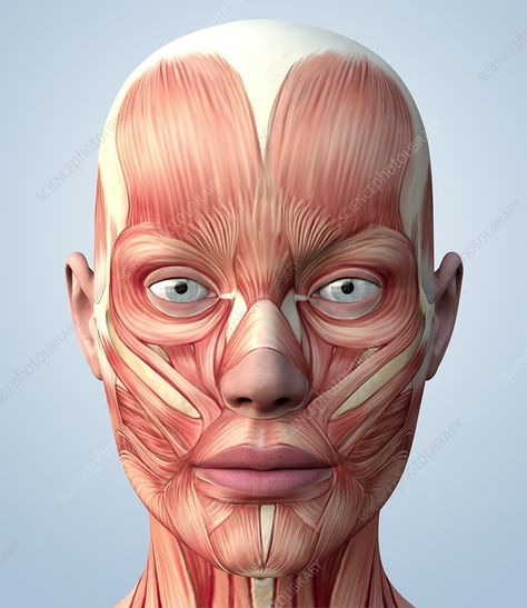 Muscular system of the head - Stock Image - P150/0119 - Science Photo Library