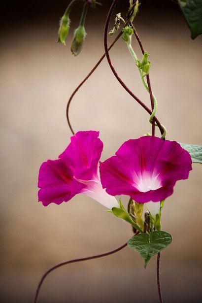 It's a beautiful world Morning Glory Vine, Morning Glory Flowers, Garden Vines, Wonderful Flowers, Morning Glory, Exotic Flowers, Flower Beauty, Beautiful Blooms, Flowers Nature