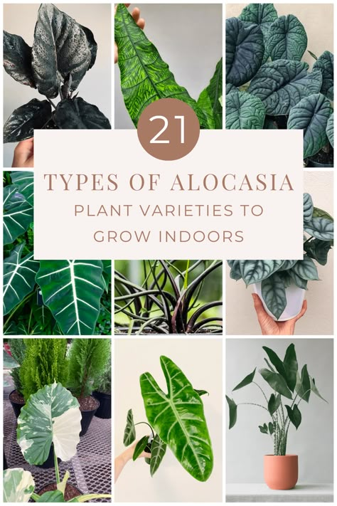 The stunning large leaves of the Alocasia plant bring such visual beauty to any space! You might even wonder at first glance if they are real because of their unique look and size! We've rounded up some of the best Alocasia plant varieties to choose from as you add to your houseplant collection. Alocasia Elephant Ears Plants, Elephant Ear Alocasia, Types Of Alocasia Plant, House Plant Types, Rare Indoor Plants, Elephant Ear Plant Indoor, Alocasia Plant Varieties, Small Farm Garden, Unusual Houseplants