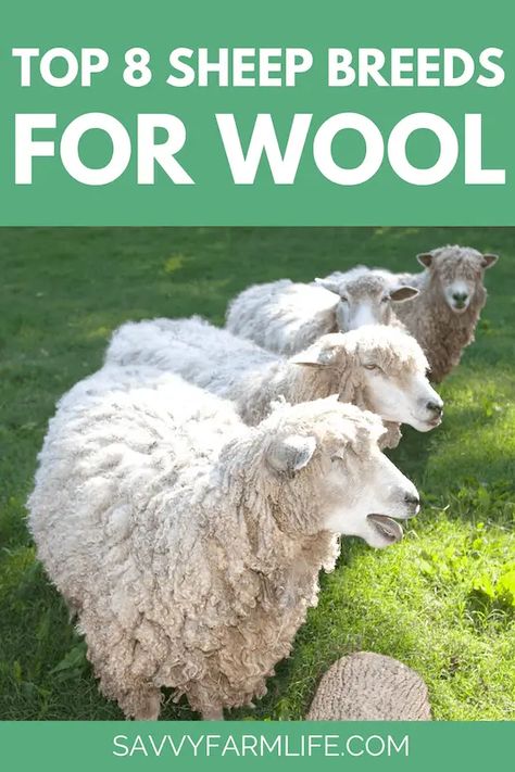 Top sheep breeds for wool production Sheep Breeding Plan, Sheep Breeds For Wool, What To Do With Sheep Wool, Raising Sheep For Wool, Sheep Farming Ideas, Agribusiness Ideas, Sheep For Wool, Romney Sheep, Raising Sheep