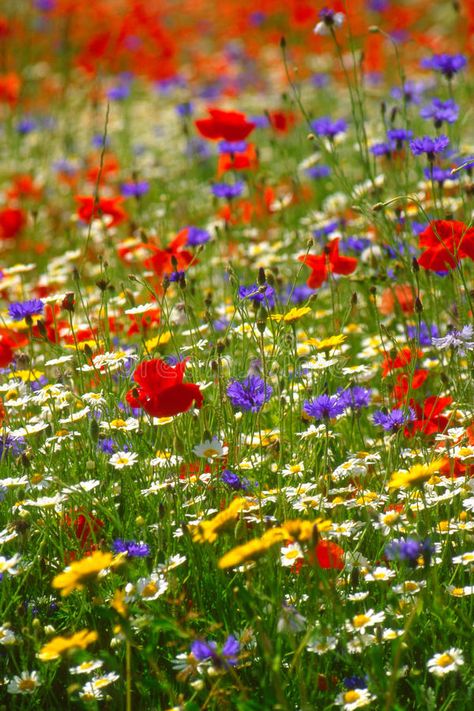 Field Of Wild Flowers, British Wild Flowers, Wild Flower Meadow, British Garden, Wildflower Meadow, Meadow Flowers, Foot Tattoo, Art Courses, Stock Photography Free