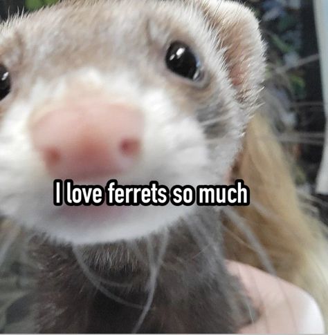 They are so silly #whisper #ferret #cute #animals Ferret Profile Picture, Silly Ferret Pfp, Ferrets In Love, Ferret With Hat, Ferret Memes Hilarious, What I Need, I Win, Ferret, Memes