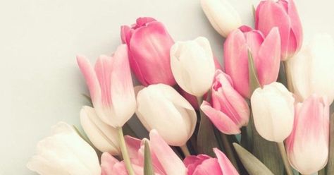 Tulips, Facebook cover Spring Facebook Cover Photos Flowers, Tulips Cover Photo Facebook, Spring Fb Cover Photos, Floral Facebook Cover Photos, Spring Facebook Cover Photos, Easter Facebook Cover Photos, Easter Cover Photo Facebook, Easter Cover Photos, Spring Cover Photos