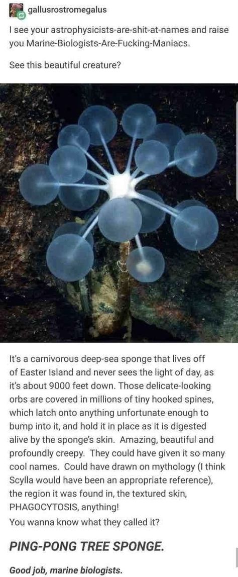 Biology Memes, Mariana Trench, Textured Skin, Sea Sponge, Marine Biologist, Easter Island, Animal Facts, Ocean Creatures, Marine Animals