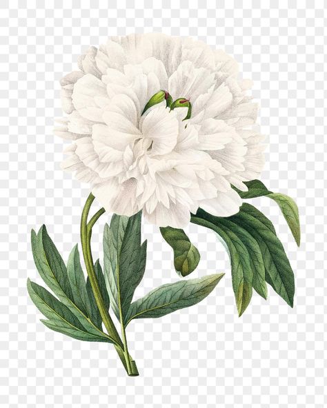 White Flower Watercolor, White Flower Illustration, White Flower Png, Raya 2022, Peony Illustration, Collect Book, Illustration Botanique, Vintage Botanical Prints, White Peonies