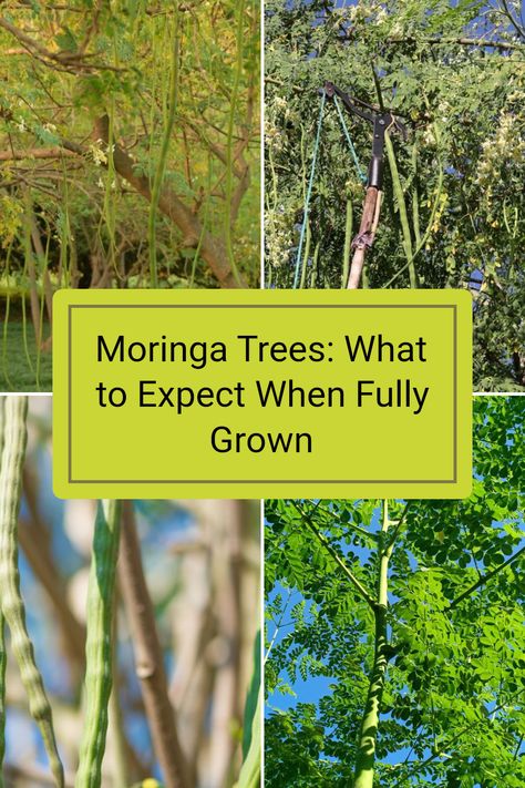 Full-grown Moringa trees are striking with their tall trunks and beautiful green foliage. Did you know that these trees can grow up to 10-15 metres tall? Not only are they visually stunning, but they also produce valuable seed pods and nutritious leaves. If you're keen to learn more about what fully grown Moringa trees look like and how they contribute to your garden, read the full article. Discover their plant varieties and how to care for them effectively for a thriving backyard landscape. Trees With Red Leaves, Growing Tulips, Moringa Tree, Miracle Tree, Ultimate Backyard, Plant Varieties, Australian Garden, Backyard Landscape, Fast Growing Trees