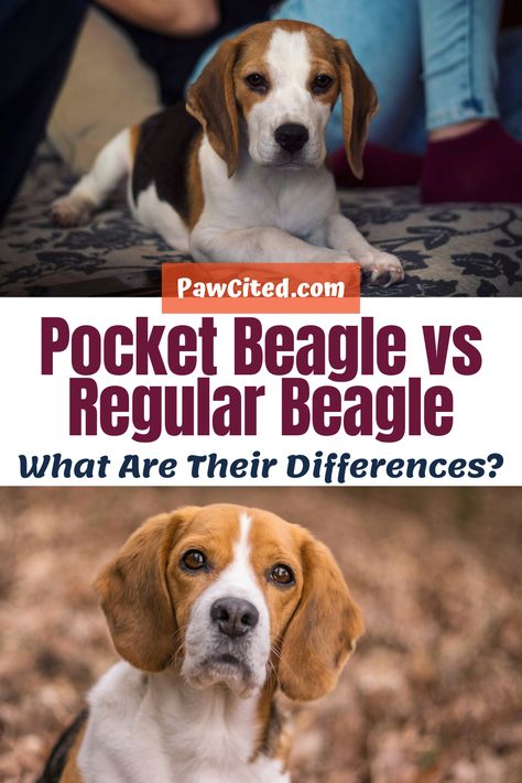 Beagle Dog Full Grown, Beagle Dog Facts, Types Of Beagles, Pocket Beagles, Pocket Beagle Puppies, Mini Beagle, Miniature Beagle, Beagle Mix Puppies, Beagle Breeds