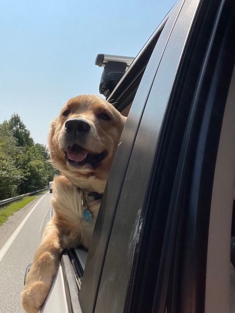 Dog In Car Aesthetic, Dog In Car, Different Types Of Animals, Cat Jokes, Great Cat, Cute Animals Images, Golden Dog, Dog Car, In Car