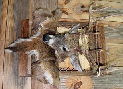 Wildlife Reflections Taxidermy Trapper Pack Buck Deer Pack Mounts, Whitetail Mounts, Deer Skull Decor, Deer Taxidermy, Deer Hunting Decor, Deer Tail, Deer Skull Art, White Tail Deer, Deer Hunting Tips