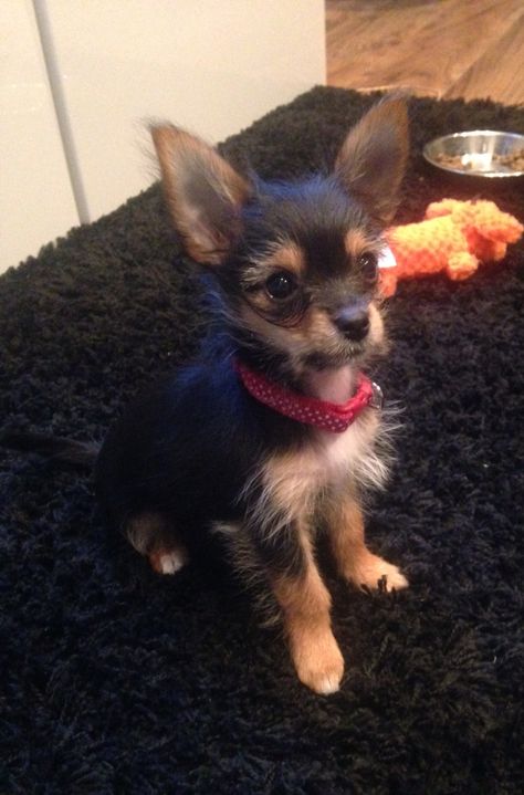 Chorkies Puppies, Chorkie Dog, Yorkie Chihuahua Mix, Blue Chihuahua, Pets Aesthetic, Dog Space, Yorkie Mix, Dog Spaces, Animals Amazing