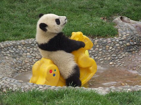 Baby panda playing... Makes me think of that sheep. Baby Panda Pictures, Pandas Playing, Panda Lindo, Panda Love, Baby Panda, Kung Fu Panda, Red Panda, Rocking Horse, Cute Panda