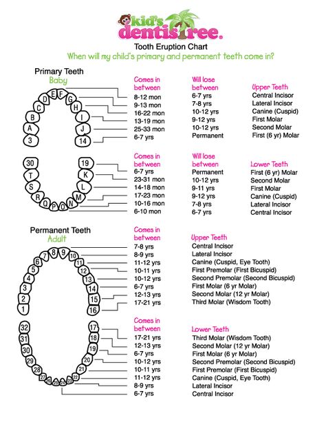 Kid's Dentistree Tooth Eruption Chart Tooth Eruption Chart, Pediatric Dental Assistant, Kids Teeth Chart, Teeth Eruption Chart, Dental Charting, Teeth Eruption, Registered Dental Assistant, Teething Chart, Dental Assistant School