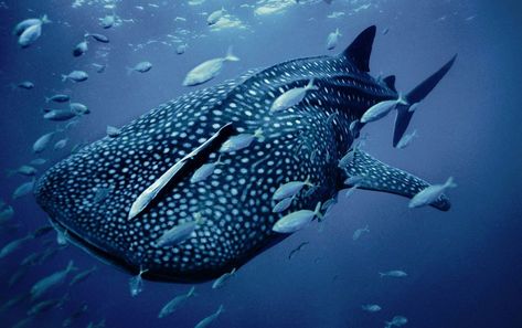 A spotted whale shark in Australia. These gentle giants filter-feed with open mouths to collect plankton and small fish. Largest Whale, Shark Photos, Cool Sharks, Swimming With Whale Sharks, Shark Pictures, Shark Fish, Fauna Marina, Whale Sharks, The Deep Blue Sea