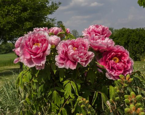 Paeonia suffruticosa | Tree Peony Growing Guide Paeonia Suffruticosa, Tree Peonies, Growing Peonies, Tree Peony, Plant Roots, Peonies, The Garden, Seeds, Plants