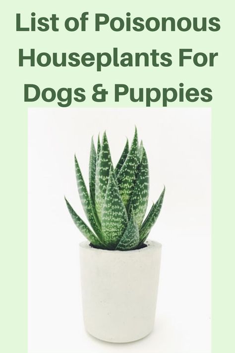 Get the list of common houseplants that are toxic and poisonous for your pet dogs and puppies. #houseplants #dogs #plants Poisonous Plants For Dogs, Poison Plants For Dogs, Plants That Are Toxic To Dogs, Indoor Plants Non Toxic To Dogs, Toxic Plants For Dogs, Dog Safe House Plants, Plants Poisonous To Dogs, Plants Toxic To Dogs, Safe House Plants