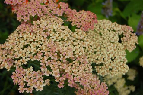 Pastel  Achellia August Flowers, July Flowers, Seasonal Flowers, October Wedding, On The Farm, Summer Flowers, Botanical Gardens, The Farm, In The Garden