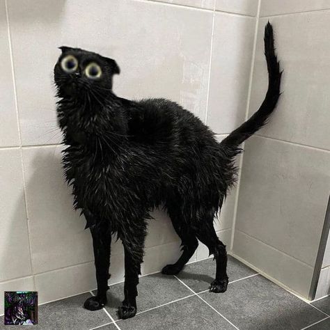 Cursed Black Cat, Silly Black Cat Drawing, Funny Looking Cats, Kitten Rescue, Silly Cats Pictures, Black Cat Art, Funny Cute Cats, Cat Aesthetic, Silly Animals