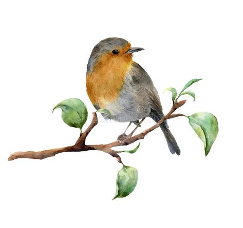 Watercolor robin sitting on tree branch with leaves. Hand painted spring illustration with bird isolated on white royalty free illustration Tree Branch With Leaves, Watercolor Robin, Paint Birds, Branch With Leaves, Spring Illustration, Birds Embroidery Designs, Canvas Art Projects, Winter Illustration, Free Printable Art