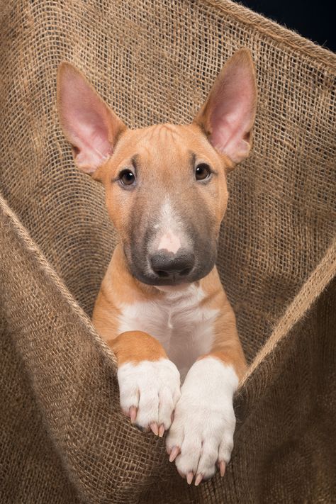 Hang in there, puppy - For licensing requests:  info@elkevogelsang.com <a href="https://www.facebook.com/elke.vogelsang/">FACEBOOK</a> | <a href="https://www.instagram.com/wieselblitz/">INSTAGRAM</a> | <a href="https://www.elkevogelsang.com//">WEBSITE</a>  © Elke Vogelsang #dog #photography #studio #portrait #bullterrier #puppy Mini Bull Terriers, Chien Shih Tzu, Miniature Bull Terrier, Bull Terrier Puppy, Beautiful Dog Breeds, English Bull Terrier, Hang In There, English Bull Terriers, Studio Portrait