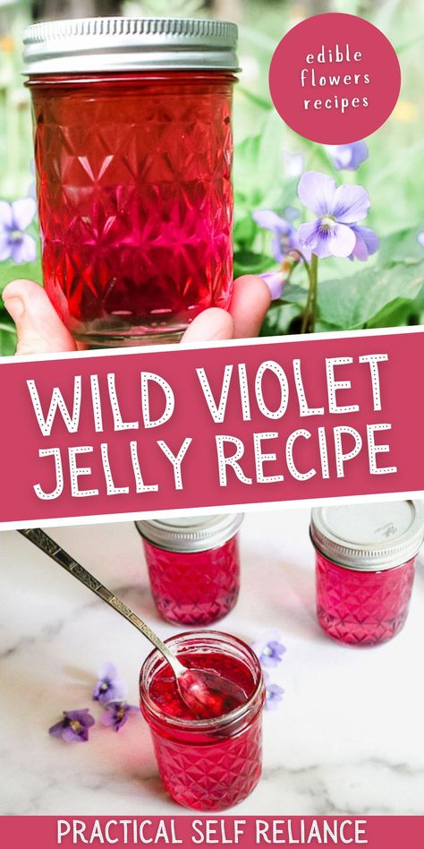 Violet Jelly: Edible Flowers Recipes- Learn how to make Wild Violet Jelly! Wild violet jelly is an easy homemade wild flower jelly recipe made with edible flowers that will add stunning color to your toast, biscuits, and scones. Believe it or not, these bright spring blooms taste like fresh berries, making an exceptional jelly long before the first fruit harvest of the season. Instant Pot Jelly Recipes, Honey Suckle Jelly Recipe Easy, Wild Violet Jelly, Fireweed Jelly, Honeysuckle Jelly, Violet Jelly, Spring Foraging, Herbal Diy, Flowers Recipes