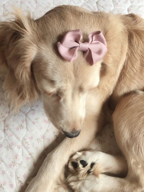 Coquette Golden Retriever, Puppy Gf, Coquette Dog, Pretty Animals, Cute Creatures, Cute Little Animals, Pink Bow, Puppy Love, Cute Puppies