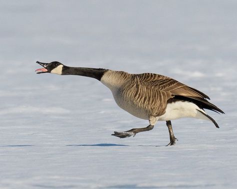 Canada Goose (Branta canadensis) / Bernache du Canada / Image by Liberté55 from flickr Goose Art Illustrations, Canada Goose Bird, Goose Reference, Canadian Birds, Geese Photography, Photo Studies, Winged Animals, Goose Drawing, Canadian Geese