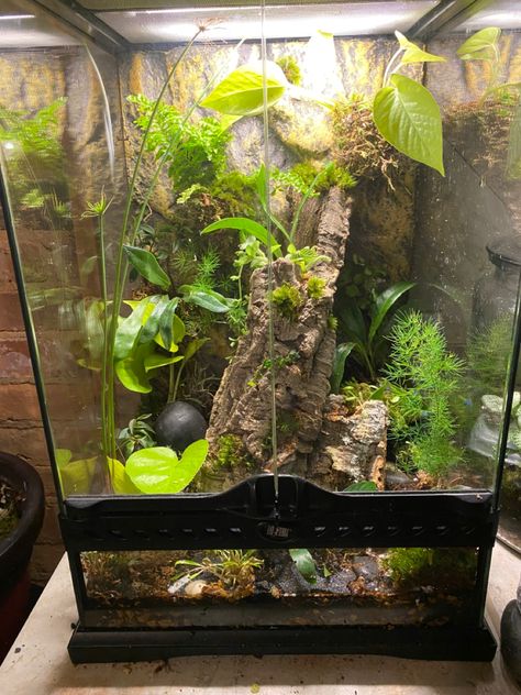 Made in January for my two green tree frogs Terrarium For Frogs, Green Tree Frog Terrarium, Frog Paludarium, American Green Tree Frog, Tree Frog Terrarium, Frog Terrarium, Whites Tree Frog, Forest Life, Green Tree Frog