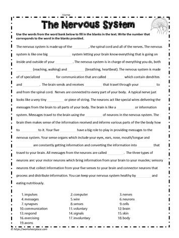 Nervous System Activities Middle School, Nervous System Worksheet, Cloze Passages, Nervous System Activities, School Presentation, Human Nervous System, Sistem Saraf, 6th Grade Worksheets, Cloze Activity