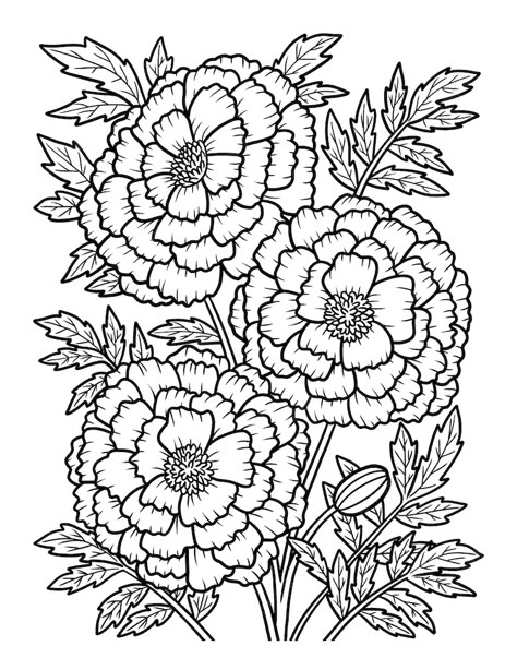 Premium Vector | Marigold flower coloring page for adults Flower Colouring In Pages, Marigold Flower Drawing, Flower Coloring Pages For Adults, Adult Coloring Sheets, Flowers Coloring Pages, Flower Coloring Sheets, Printable Flower Coloring Pages, Coloring Page For Adults, Free Adult Coloring Pages