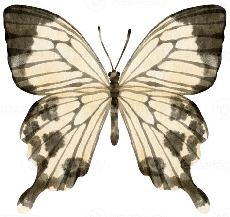 Black and White Butterfly watercolor style for Decorative Element Black And White Butterfly, Butterfly Watercolor, White Butterfly, Free Png, Beautiful Creatures, The Black, Royalty Free, Royalty, Clip Art