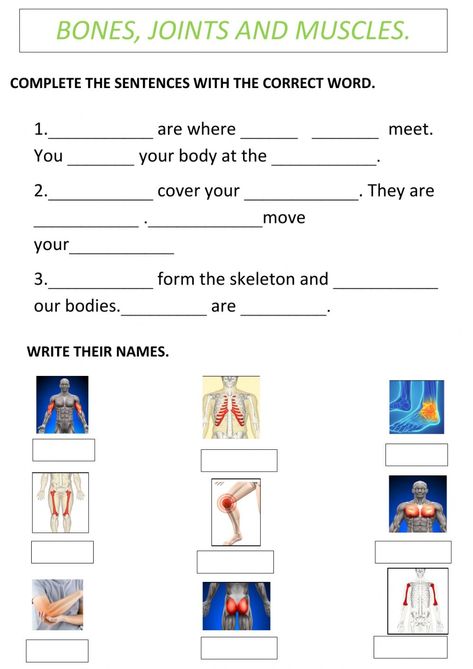 Joints, muscles and bones interactive and downloadable worksheet. You can do the exercises online or download the worksheet as pdf. Muscles Worksheet, Synovial Joints, Body Worksheet, Evs Worksheet, Skeletal System Worksheet, Skeleton Muscles, Joints Anatomy, Human Body Worksheets, Chemistry Classroom