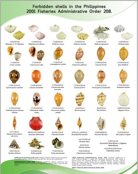 Shells that are protected by Philippine laws. Click photo to enlarge. Seashell Identification, Collecting Seashells, Shell Drawing, Philippines Beaches, Types Of Shells, She Sells Seashells, Snail Shell, Sea Glass Crafts, Marine Biology