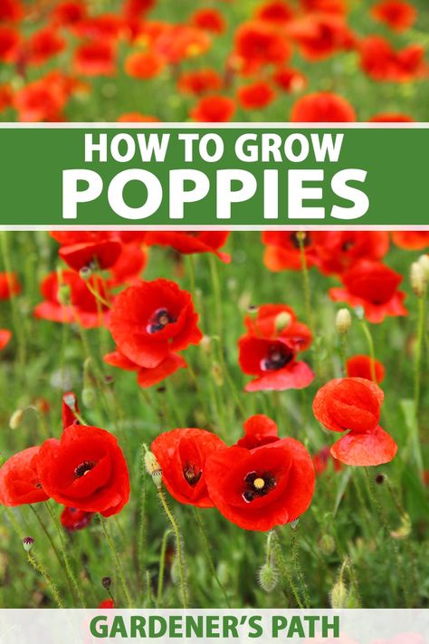 Poppies are incredible stand-outs with an astounding range of sizes, colors, and growing preferences. In fact, the hardest part about growing poppies might just be picking the right one. Gardener’s Path shows you the many species, how to grow them, and some of the best options for your garden. #poppies #gardenerspath Wedding Decorations Garden, Growing Poppies, Herb Growing, Decorations Items, Garden Landscaping Ideas, Flower Varieties, Unique Garden Art, Poppy Garden, Rustic Backyard