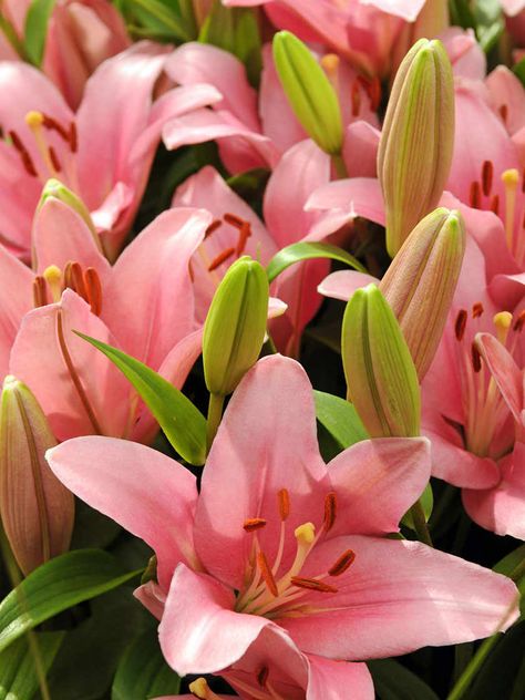 Growing Lilies, Deer Resistant Perennials, Lily Bulbs, Asiatic Lilies, Lily Bloom, Nothing But Flowers, Flower Therapy, Foxtrot, Garden Supplies