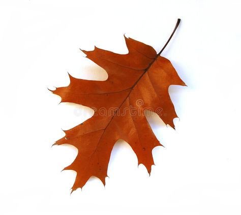 Fall Leaf Background, Background Plants, Fall Leaves Background, Background Leaf, Red Oak Leaf, Leaf Graphic, Leaves Illustration, Fall Background, Plant Images