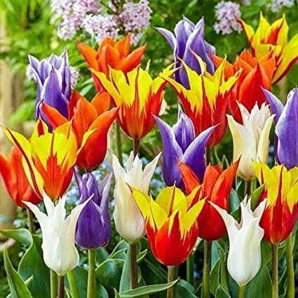 10 Lily Flowering Tulip Bulbs (BTL) Mixed Color Stunning Colorful and Easy to GrowSprig & Stone Foliage Plant Bundle (5 Plants) Tulip Seeds, Plant Bulbs, Tulip Season, Bonsai Soil, Tulip Bulbs, Spring Flowering Bulbs, Fast Growing Trees, Plant Spacing, Tree Seeds