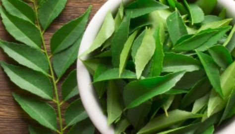 5 things that happen when you drink curry leaf tea daily | Health - Hindustan Times Benefits Of Curry, Curry Leaf Plant, How To Make Curry, Curry Leaf, Cooking Curry, How To Relieve Nausea, Tea Benefits, Cooking Ingredients, Digestive Enzymes