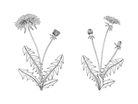 Line Drawing Dandelion, Dandelion Line Tattoo, Dandelion Line Drawing, Dandelion Line Art, Doodle Dandelion, Dandelion Flower Tattoo, Dandelion Tattoo Design, Dandelion Drawing, Dandelion Art