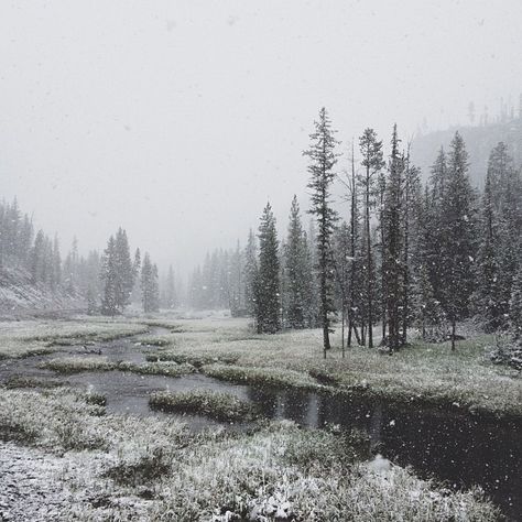 Bg Background, Comic Aesthetic, Faerie Aesthetic, Snow Forest, Ange Demon, Trees Nature, Snowy Forest, I Love Winter, Snowy Winter