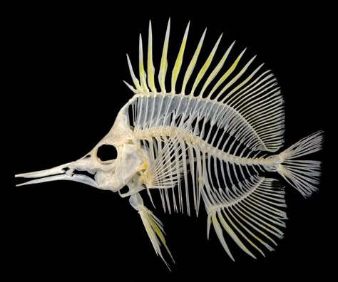 Forceps Butterflyfish (Forcipiger flavissimus) http://excalculus.tumblr.com/post/140196205583/butterflybones Animal Skeleton, Skull Reference, Skeleton Anatomy, Fish Skeleton, Fish Bones, Animal Skeletons, Animal Skull, Vulture Culture, Skeleton Bones