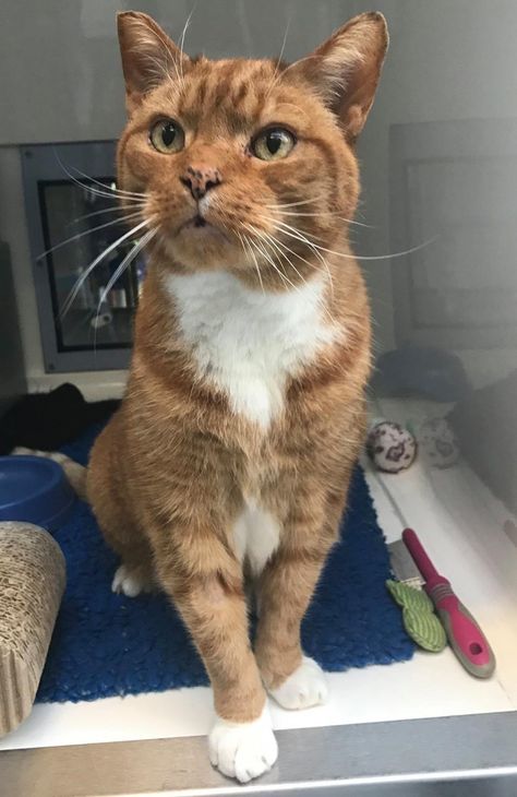 A 16-year-old ginger cat came to the shelter, hoping for a new home to spend his retirement. After over seven months of waiting and a lot of pawing on the glass door, this sweet senior cat finally had his wish come true this holiday season.Meet Kozal! Cats Protection ... Cat Meow Meaning, Cat Language, Cat Seat, Cat Stands, Cat Quotes Funny, Cat Enclosure, Senior Cat, Old Cats, Pets For Sale