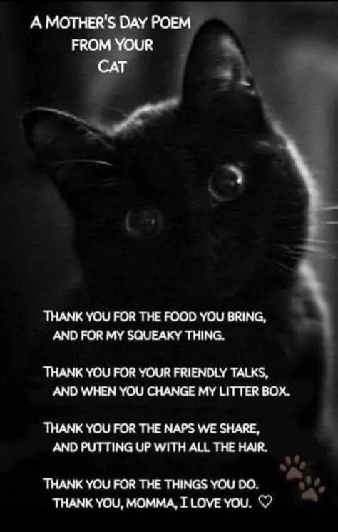 Cat Poems, Katt Grejer, Mothers Day Poems, Black Cat Art, Cat Facts, A Black Cat, Cat Behavior, Cat Photos, Cat Quotes