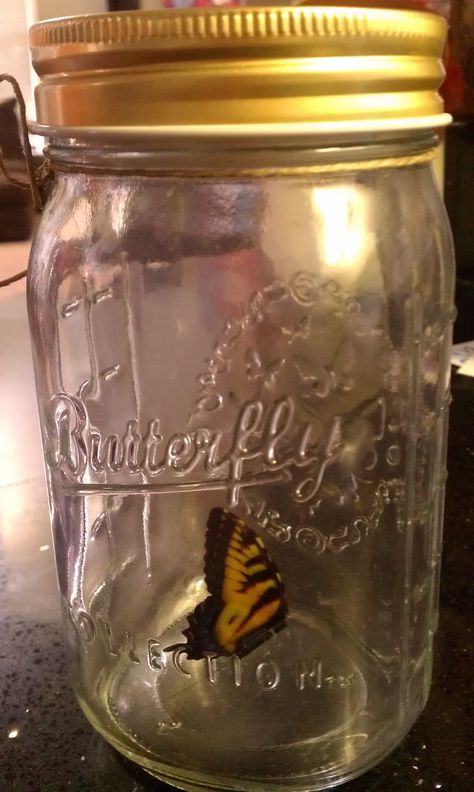 Butterfly in a jar Butterfly In Jar, Butterflies In A Jar, Mason Jars, Gifts