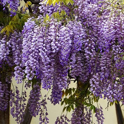 Stunning Live 1 Potted Chinese Blue Weeping Wisteria Tree Fresh Plant Wisteria Tattoo, Wisteria Trees, Tall Potted Plants, Chinese Wisteria, Weeping Cherry Tree, Weeping Cherry, Wisteria Tree, Purple Wisteria, Chinese Money Plant