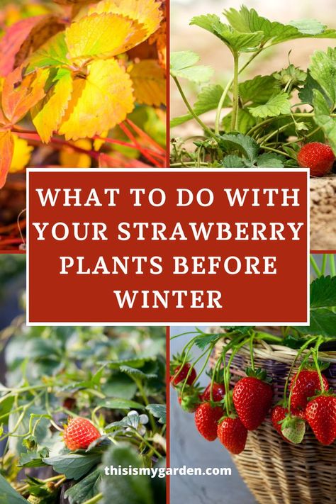 Top left image of yellowing leaves of a strawberry plant in the fall, top right image of a strawberry plant with a ripe berry and green foliage. Bottom left image of a strawberry plant in the ground. Bottom right image of strawberries still on the vine in a wicker basket. From thisismygarden.com. Caring For Strawberry Plants, Preparing Strawberries For Winter, Winterizing Strawberry Plants, Raised Beds For Strawberries, Raspberries In Raised Beds, How To Winterize Strawberry Plants, How To Grow Strawberries In A Raised Bed, How To Care For Strawberry Plants, Growing Strawberries In Raised Beds