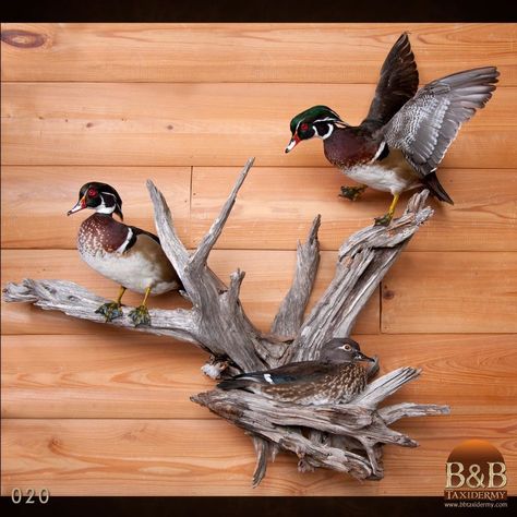 Duck Mount Ideas, Cool Taxidermy Mounts, Taxidermy Decor Interior Design, Taxidermy Wall Display, Wood Duck Mounts Ideas, Duck Taxidermy Mounts, Pheasant Mounts Taxidermy, Mallard Mounts Taxidermy, Duck Mounts Taxidermy